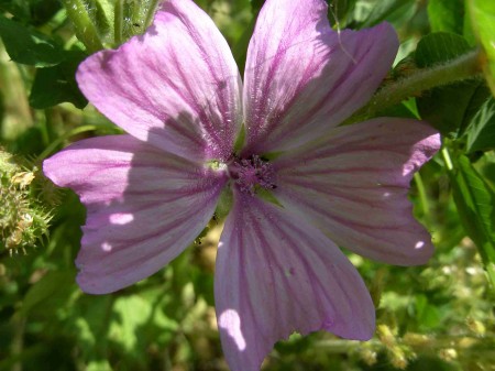 mauve sylvestre